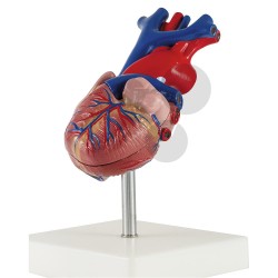 Srdce, model rozložitelný na 2 části