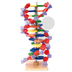 Malý model DNA