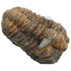 Trilobit Flexicalymene ouzregi