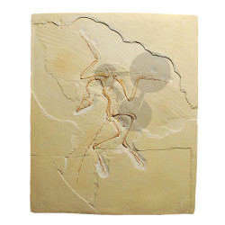 Archaeopteryx - odlitek