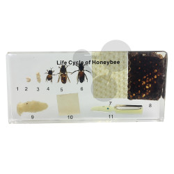 Životní cyklus včely - preparát v pryskyřici