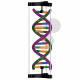 Model dvoušroubovice DNA k sestavení