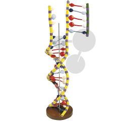 Model dvoušroubovice DNA -Premium