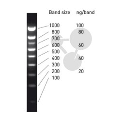 Standardní DNA molekulární markery pro elektroforézu