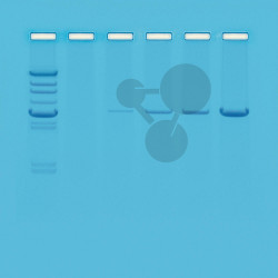 Polymerázová řetězová reakce (PCR) - úvod