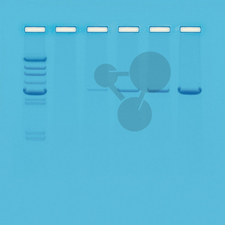Polymerázová řetězová reakce (PCR) - úvod