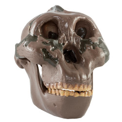 Lebka Australopithecus boisei - Olduvai Gorge H5