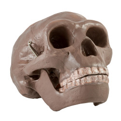 Lebka Homo erectus pekinensis -Sinanthropus