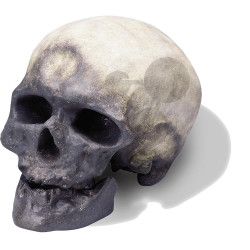 Lebka Homo sapiens sapiens - člověk kromaňonský - vysoce kvalitní provedení