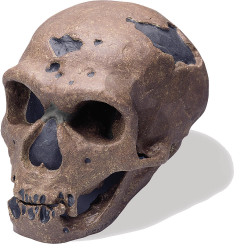 Lebka Homo sapiens neanderthalensis - člověk neandrtálský - vysoce kvalitní provedení