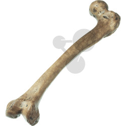 Rekonstrukce stehenní kosti Homo Neanderthalensis