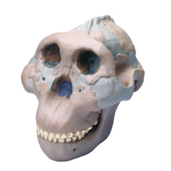 Lebka Australopithecus boisei - Olduvai Gorge - vysoce kvalitní provedení