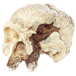 Lebka Homo sapiens archaický - Steinheim, typ steinheimensis
