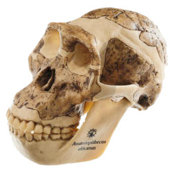 Rekonstrukce lebky Australopithecus africanus