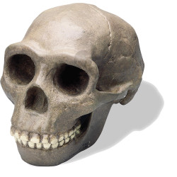 Lebka Homo erectus pekinensis - Sinanthropus - vysoce kvalitní provedení