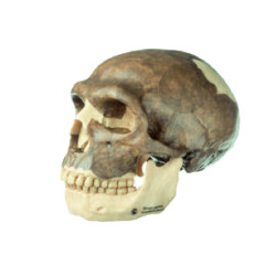 Rekonstrukce lebky Homo Neanderthalensis