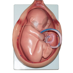Série průběh těhotenství - vývoj plodu