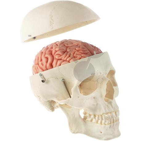 Lebka muže s mozkem rozložitelným na 8 částí