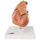 Model srdce a brzlíku JANA - 3 části