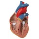 Model srdce a brzlíku JANA - 3 části