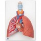 Model plic rozkládací se srdcem a hrtanem Béďa, 5 částí