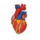 Model srdce ( 5 dílů ) Richard