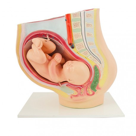 Model těhotenské pánve – Marta, 2 díly