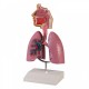 Anatomický model celého dýchacího traktu Pavel