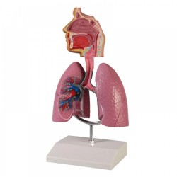 Anatomický model celého dýchacího traktu Pavel