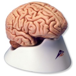 Model mozku (5 dílů) – Lada