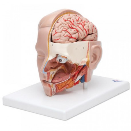 Anatomický model hlavy a mozku (6 částí) KLÁRA