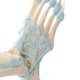 Model kostry chodidla a kotníku s ligamenty Kristýna