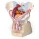 Šestidílný model mužské pánve s ligamenty, cévami, nervy, svaly a orgány Bořek