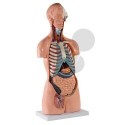 Anatomické modely